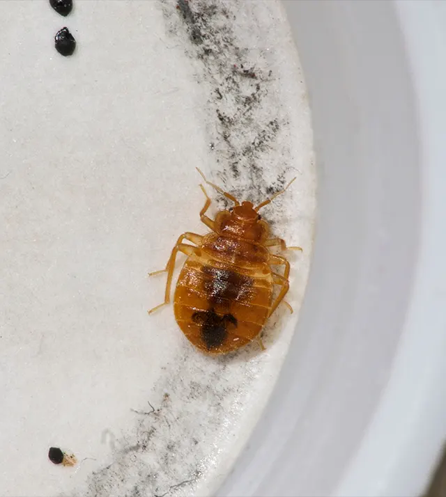 Understanding Bed Bugs Impact