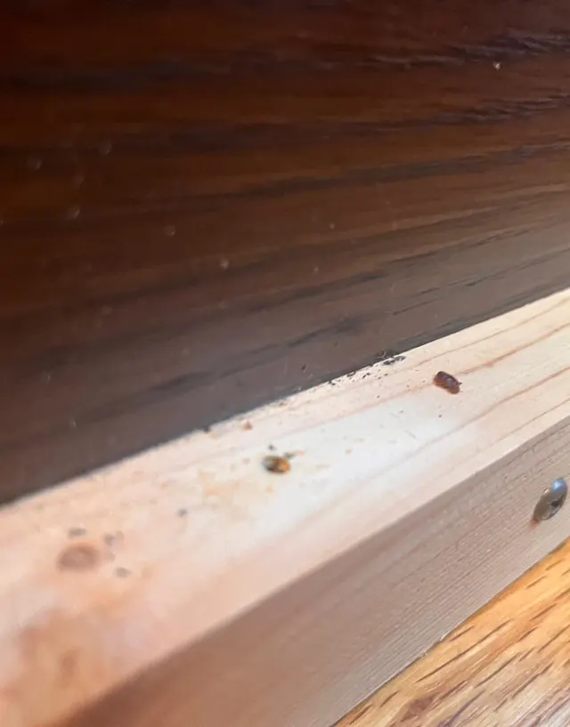 Identify Bed Bugs Problem Peterborough Ontario