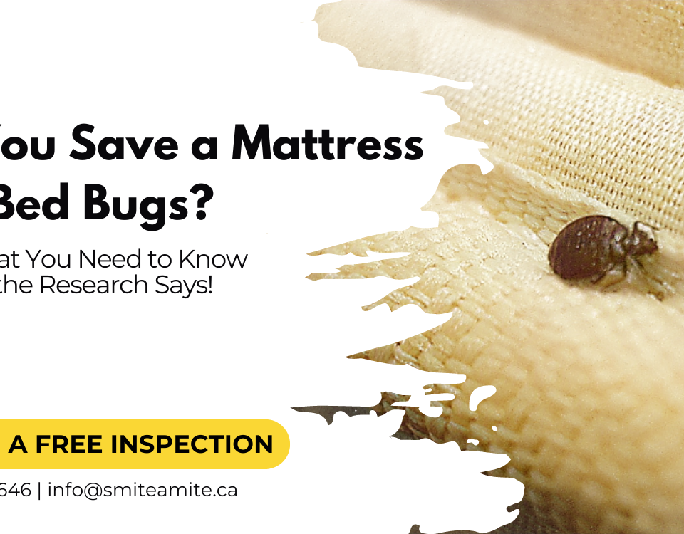 Can You Save a Mattress from Bed Bugs