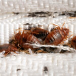 Key Facts You Should Know About Bed Bugs