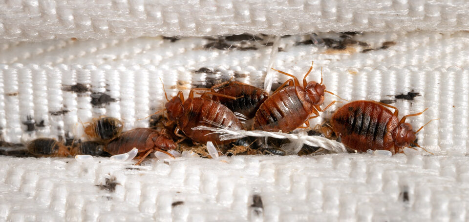 Key Facts You Should Know About Bed Bugs