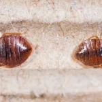 How Long Can Bed Bugs Survive Without Feeding