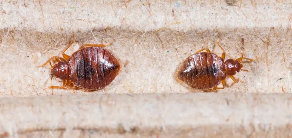 How Long Can Bed Bugs Survive Without Feeding